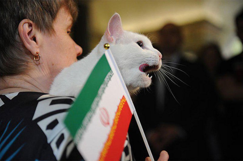 گربه روسی: ایران، امروز برنده است!