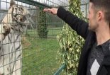 غذا دادن به ببر توسط ستاره تیم چلسی!
